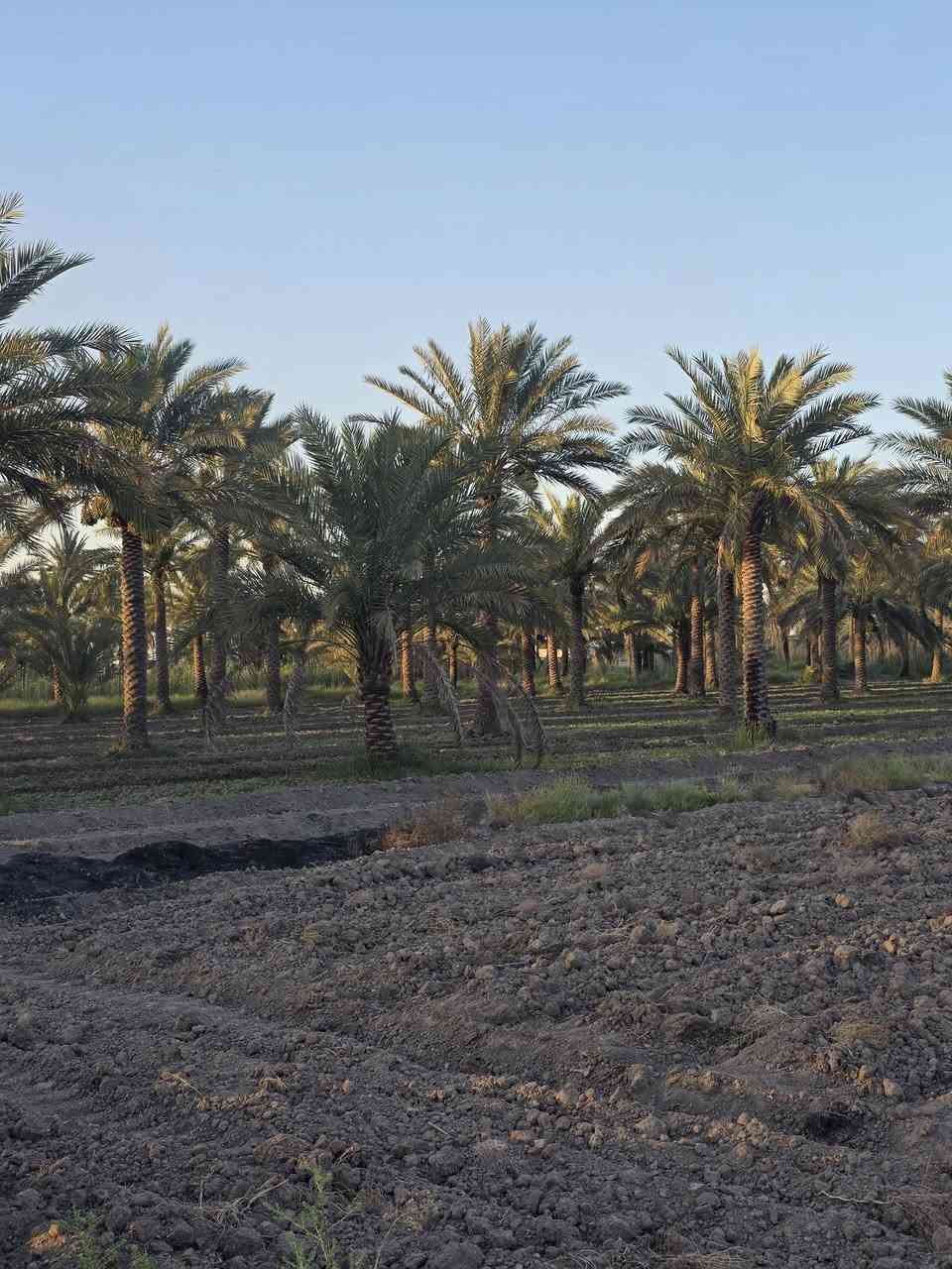 للبيع  ارض موقع مميز
دونمين المساحه 5000متر طابو زراعي سند 25  
متوفره جميع الخدمات السكن  نهر سقي لاينقطع شتاء وصيف كهرباء وماء اساله ومولد ذهبي وكذالك نخيل متعدد الأصناف 
الموقع المحاويل قريه البوعلوان شارع ابوالطياره  قرب جامع البتول 
علما يتععهد البائع ان العقار خارج جميع المحرمات 
للأستفســـــــار الاتصال على الأرقام التأليه 

***********

***********

او زياره مكتب المحامي العقاري علي راجي العلواني الكائن المحاويل مدخل حي 17 قرب فينيسا
