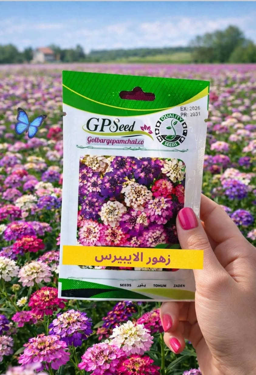 🌱💚 كل بذرة نحطها بالتربة… نحط وياها أمل جديد يكبر ويزهر.
 الزراعة مو مجرد هواية، بل أسلوب حياة يزرع الطمأنينة والراحة بكل بيت.

🌸 متوفر لدينا: في مكتب المهندس الزراعي 
– بذور زهور جميلة وزاهية تعطي لمسة فرح للحديقة
– بذور نباتات نادرة تضيف جمال استثنائي وذوق مختلف
– بذور أشجار مثمرة وزينة تنمو وتبقى لسنين طويلة

🛡️ نحرص أن نوفر لكم أجود الأصناف من بذور مختارة بعناية، ونقدمها بكل محبة وصدق.
💬 ثقتكم بينا هي أعظم مكسب، ومثل ما تعودتوا من عدنا… نوصللكم الأفضل دائمًا وبطيب خاطر.
🚚 خدمة التوصيل متوفرة إلى كل المحافظات، لأن هدفنا نوصل الجمال والخضرة لكل بيت عراقي
للأستفسار الاتصال :
***********
