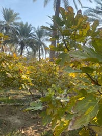 بستان • ٣دونم • الحله هوى الشام