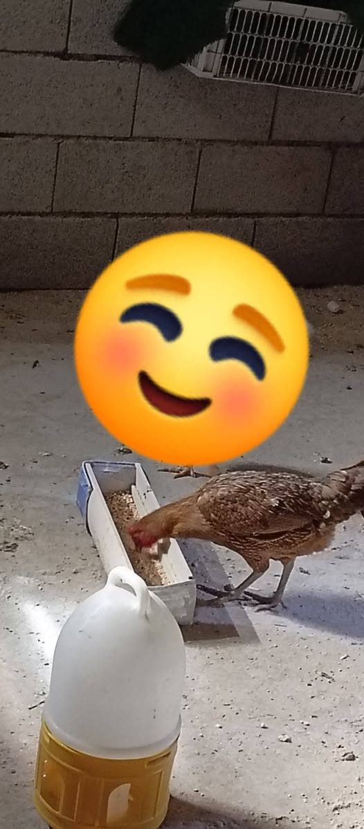 السلام عليكم متاح زوج دجاج بياض خير من الله شرط الصحه فول وحده شمسيه وثانيه شمسيه  مكاني بعقوبه رايدهن زوج ب35


**إذا كنت صاحب هذا الإعلان وتريد حذفه لأي سبب، رجاءا أرسل رسالة إلى الدعم الفني**