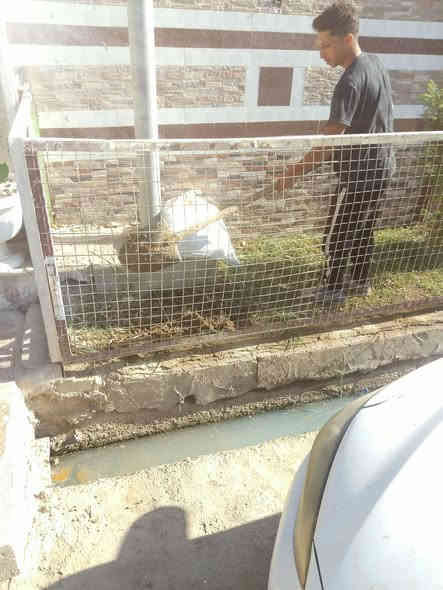 سلام عليكم
موجود كافت لخدمات من تنضيف حدايق وحش ورباث الحديقه وزراعه جميع الشجار مثل لسدر ول نخيل والورود 
رقم الهاتف ***********
