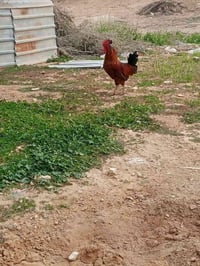 ديوكه عرب للبيع السعر واحد15 مكلف بل نشر صاحبهن رقمه  07800609017