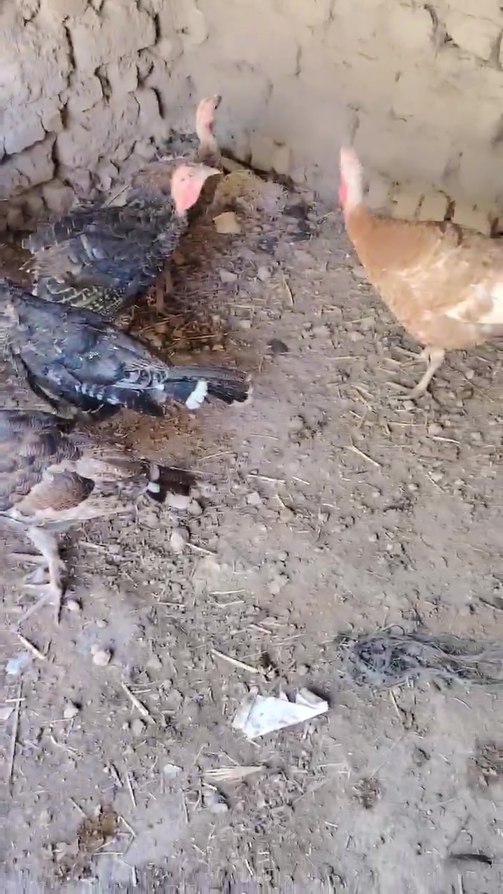 الزوج 40 فسيفس 10 فحله و5 نثايه صحه فول وملقحات بدون معامله عجبك سعر اكتب شراي بالخاص مابيهم مجال ابد قفلهم 40


**إذا كنت صاحب هذا الإعلان وتريد حذفه لأي سبب، رجاءا أرسل رسالة إلى الدعم الفني**