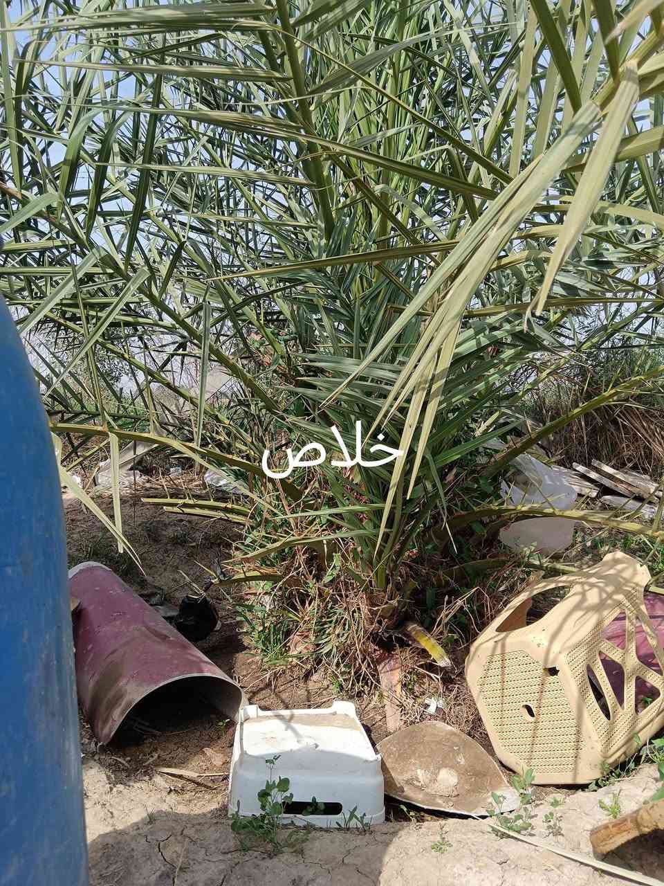 سلام عليكم خوان مزرعه كامله اول سنه نبدي بل شلاع
الاصناف
مجهول
صقعي
اخلاص
برحي 
عجوه
قرنفلي
فحل غنامي ضمان الصنف وضمان الي تريده انته ولقلع بحضور المشتري شراي اتصل واني خادم رمش اني اخابرك
***********المكان واسط واسط واسط كوت
