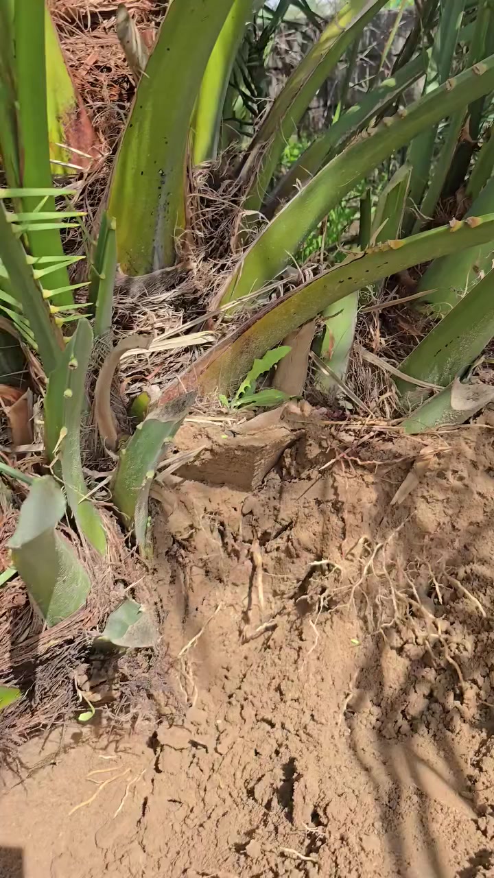 السلام عليكم
بيع مستعجل للوعود الكاذبة
متوفر أكثر من ٣٠ فسيله برحي من أم حرة وأم نسيجية 
مثل ما موضح بالفديو تغطية الفسائل وتكوين جذور 
السعر النهائي  ١٠٠ ألف 
ملاحظة ينباعن كلهن
المكان البصرة 
للإتصال ***********
