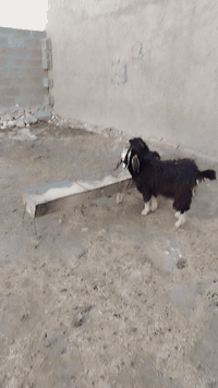 السلام عليكم
صخول ربط سعرهن ٢٠٠ قفل اي استفسار اتصل *********** البغدادي يوجد توصيل حسب الاتفاق
