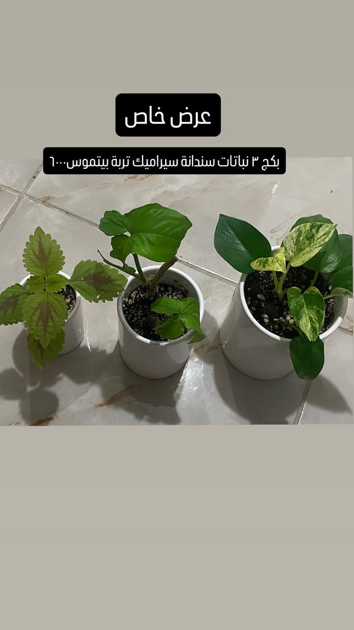 توصيل ٣٠٠٠ فقط
اكثر من ٣ طلبيات توصيل مجاني🔥


**إذا كنت صاحب هذا الإعلان وتريد حذفه لأي سبب، رجاءا أرسل رسالة إلى الدعم الفني**