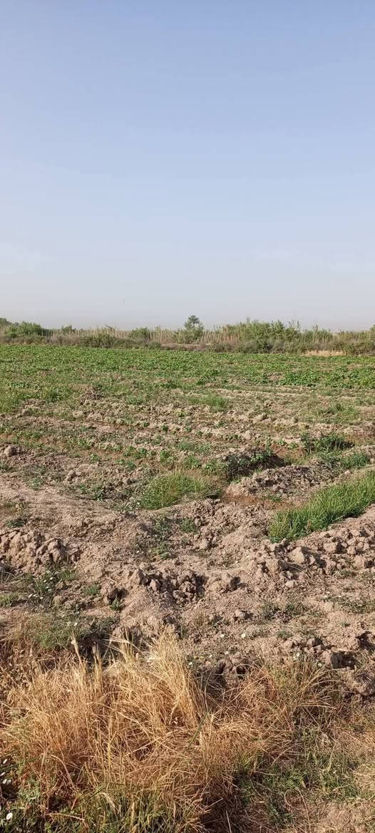 السلام عليكم ارض زراعية درجة اولى للبيع،12دونم عقد ايجار تبعد عن التبليط كيلو وربع مياه متوفر شتاء صيف العنوان الخميسيه السعدان@ هذا رقمي ***********
