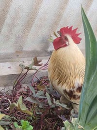 دجاج عرب • دجاجة بياظه • الزعفرانيه