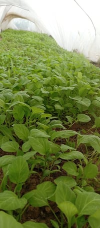 دوايه بيتجان • مكان الجالسيه