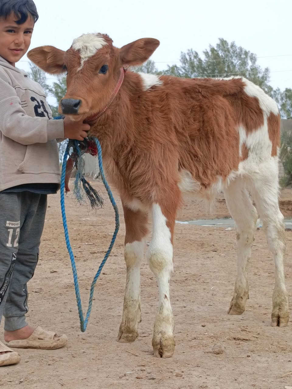 يالله تبارك الرحمن
اخوان مطفل وراها فحل عجل هولندي وتوه اخذت لفحل دابه تحلب 10 كيلوات الصبح والعصر 8 تجي تحلب وتقتنع وشيل شرط الحليب ودسامه هاي مال بيت امانت الله حلابه ودسمه امينه اي شخص يحلبه #لسعر2700 مكان بابل شوملي ***********////*********** لاثير بي واتسااب
