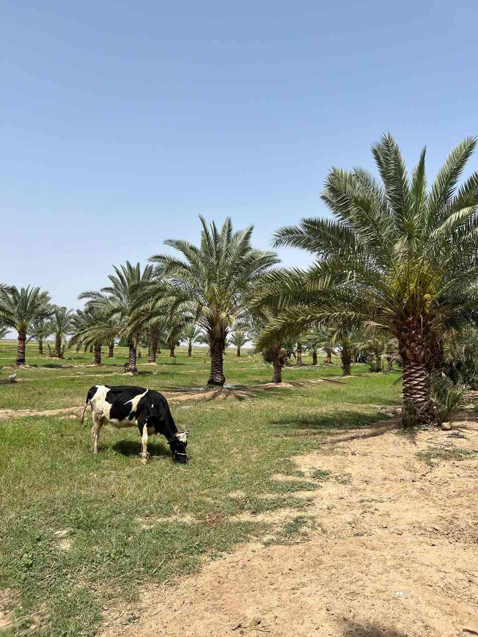 ارض زراعية مساحة 34 دونم في الكوت البسروگية طابو بيه بستان مع 3 بيوت جاهزة و زراعة كافة المحاصيل على نهر الرحمة وماء وكهرباء مستمر ومسيجة الدونم ب 20 وبيه مجال الاتصال ***********
