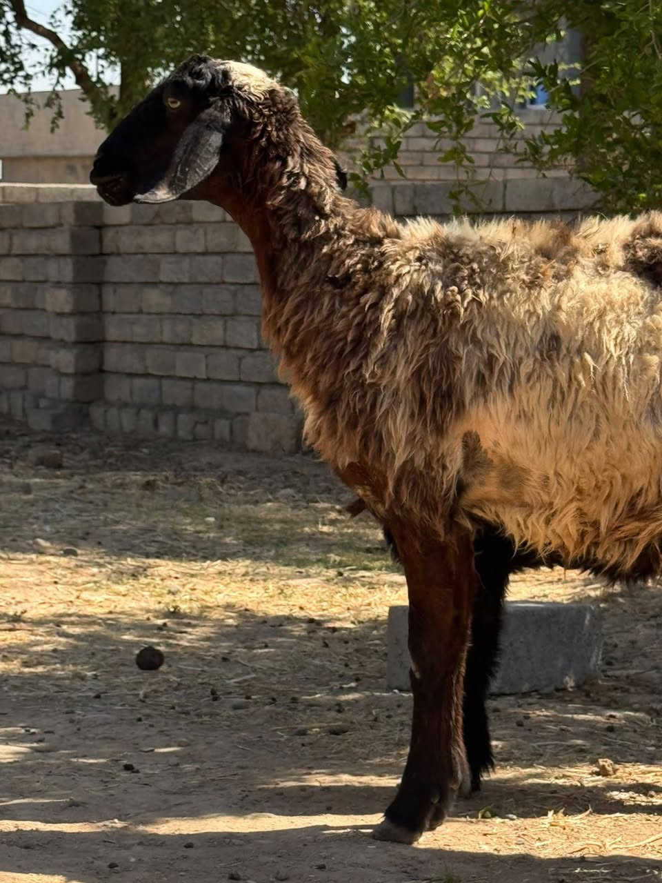 السلام عليكم

نعجه ثنيه اول بطن وره طلي نعجه خشنه وحاله فول الفول الشراي يتصل مكاني شرقاط قريه شكرا

***********
