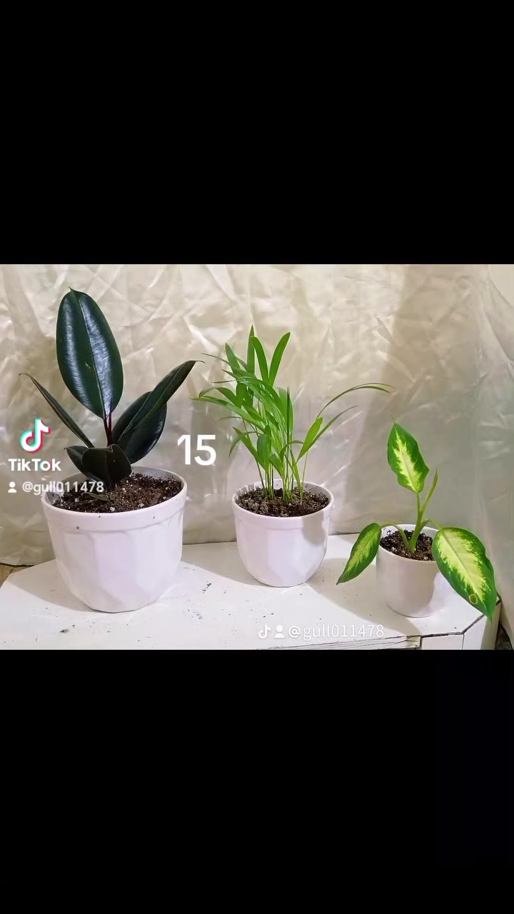 ئێستا دەتوانن داوایی بکە ... سێتی 15هەزارە .... لە هەولێرە


**إذا كنت صاحب هذا الإعلان وتريد حذفه لأي سبب، رجاءا أرسل رسالة إلى الدعم الفني**