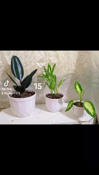 طقم • أربيل