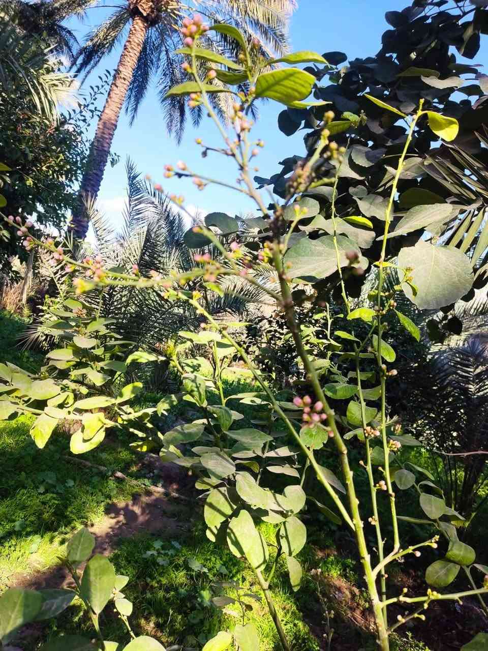 رمضان مبارك عليينا وعليكم بالخير
الليمون العراقي ذات انتاج غزير وطعم لذيذ


**إذا كنت صاحب هذا الإعلان وتريد حذفه لأي سبب، رجاءا أرسل رسالة إلى الدعم الفني**