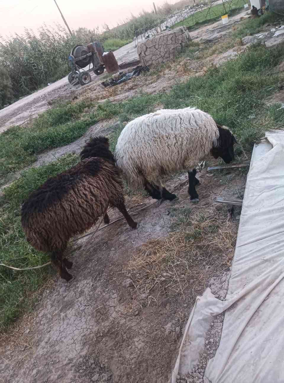 السلام عليكم بيع انعاج فحل ونثيه الشراي يدخل خاص او يتصل عله هاذه الرقم ‏‪***********‬‏وبيه خير يدلل
