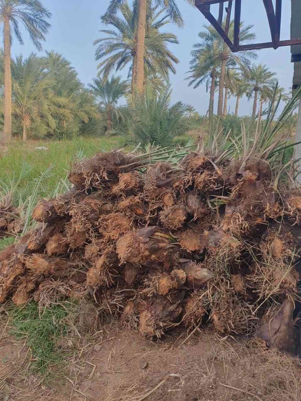 السلام عليكم.            يوجد لدينا فسائل نخيل أستعمران درجة أولئ للبيع السعر مناسب جداً  المكان ميسان قضاء قلعة صالح للاستفسار الإتصال على الرقم *********** يوجد واتساب
