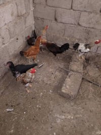 دجاج وديكة • السعر شلع