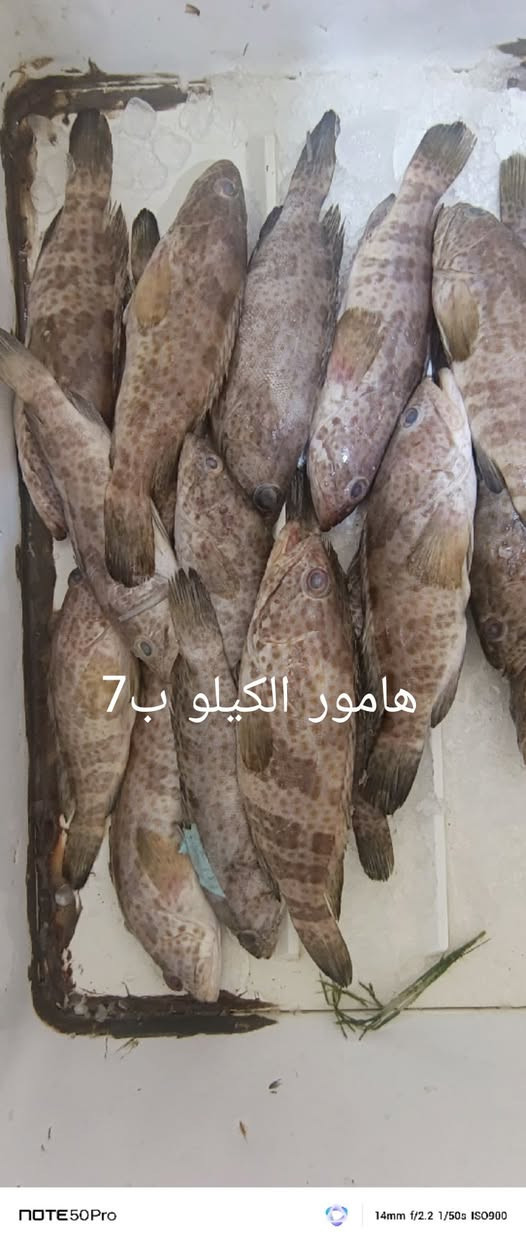 السلام عليكم من رخصة الادمن
اللهم صل على محمد وال محمد
محل اسماك المرتضى لبيع الاسماك البحريه والنهريه وجبه جديده بتاريخ 3/7/2026 العنوان ام قصر شارع 11 مقابيل حجي عدنان اللحيمجي
***********
