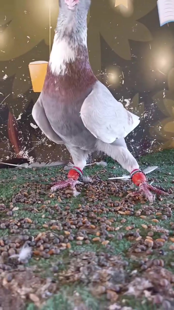 بسم الله ما شاء الله . 0785151946


**إذا كنت صاحب هذا الإعلان وتريد حذفه لأي سبب، رجاءا أرسل رسالة إلى الدعم الفني**