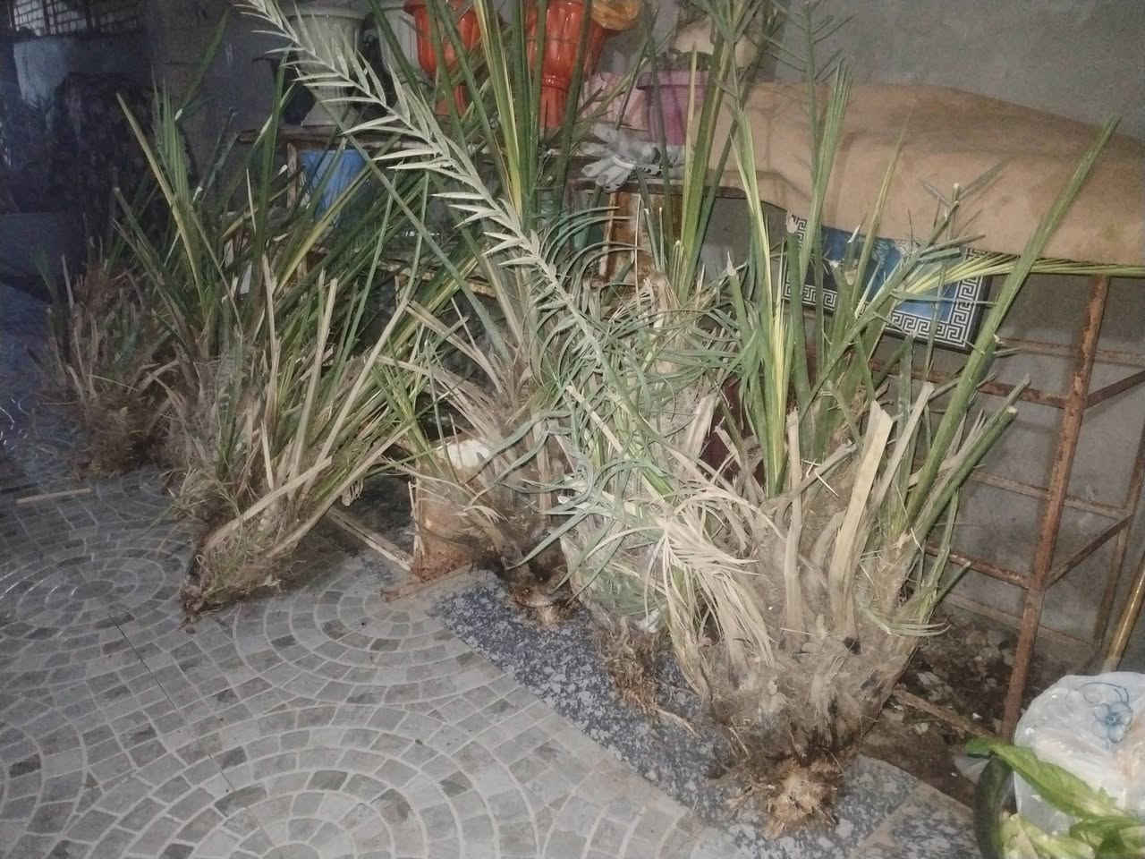 بسم الله الرحمن الرحيم 
بمناسبه شهر رمضان الخير بعد نفاذ الكمية الاولى والثانيه وكثره الاقبال والطلب توفرت لدينا الوجبه الثالثة من فسائل نخيل بريم اربعه احجام مختلفه كل حجم وسعره بالفيديو الكمية خير من الله  والأسعار مناسبه مع وصل ضمان اتعهد بلصنف والنوعيه حتى الاثمار واخسرلك الوحده بثنين بريم احمر مال عماره 

بريم حجم كبير 40الف 

بريم حجم كبير 35الف

بريم حجم وسط 25الف 

بريم اقل 20الف

الأسعار ثابته وقفل 
ملاحظه الكاعد ينباع بلسوك اقل حجم 40هوه الحجم الاصغر عدنه 
مشتل الزهراء في ميسان العماره بستان دور النفط شارع مقبره الصابئه قرب جملونات بيت العنتاكي للدواشك والحصران داخل الفرع شرط الضمان بلصنف والنوعيه حتى الاثمار واخسرلك الوحده بثنين بريم احمر مال عماره 
***********
***********
