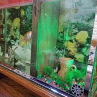 ١٠٠×٣٠×٦٠ • حوض • مقياس حرارة