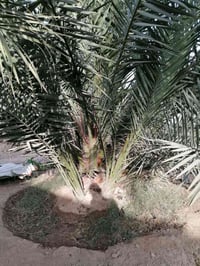 فسائل • برحي • مال البصره