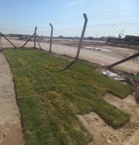 ثيل هندي • كميات كبيرة