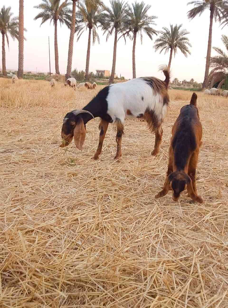 السلام عليكم ورحمة الله وبركاته عنز وراها جدي اول بطن خوش عنز اتصل ***********
