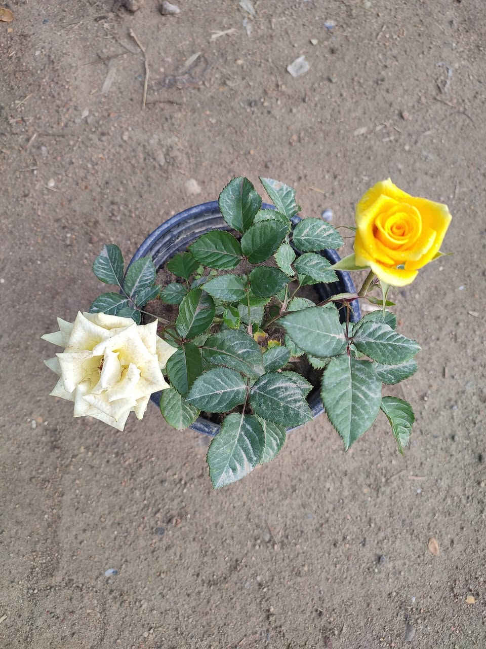 طريق الساده الإخوان قرب بيت سيد راجوج مشتل ماجد الزراعي


**إذا كنت صاحب هذا الإعلان وتريد حذفه لأي سبب، رجاءا أرسل رسالة إلى الدعم الفني**