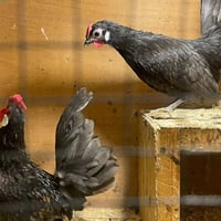 بيض إسباني • حلال