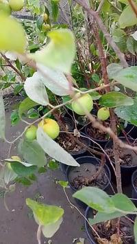 مشتل الأنوار • تفاحي بصراوي • صويره شارع العام