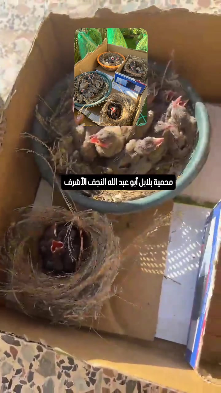 #بلبل #العراقي #العراق_السعودية_قطر_الامارات_الكويت_البحرين_اليمن_الخليج_سوريا_مصر_لبنان_الجزائر_تونس_المغرب_قطر_دبي #ترند


**إذا كنت صاحب هذا الإعلان وتريد حذفه لأي سبب، رجاءا أرسل رسالة إلى الدعم الفني**