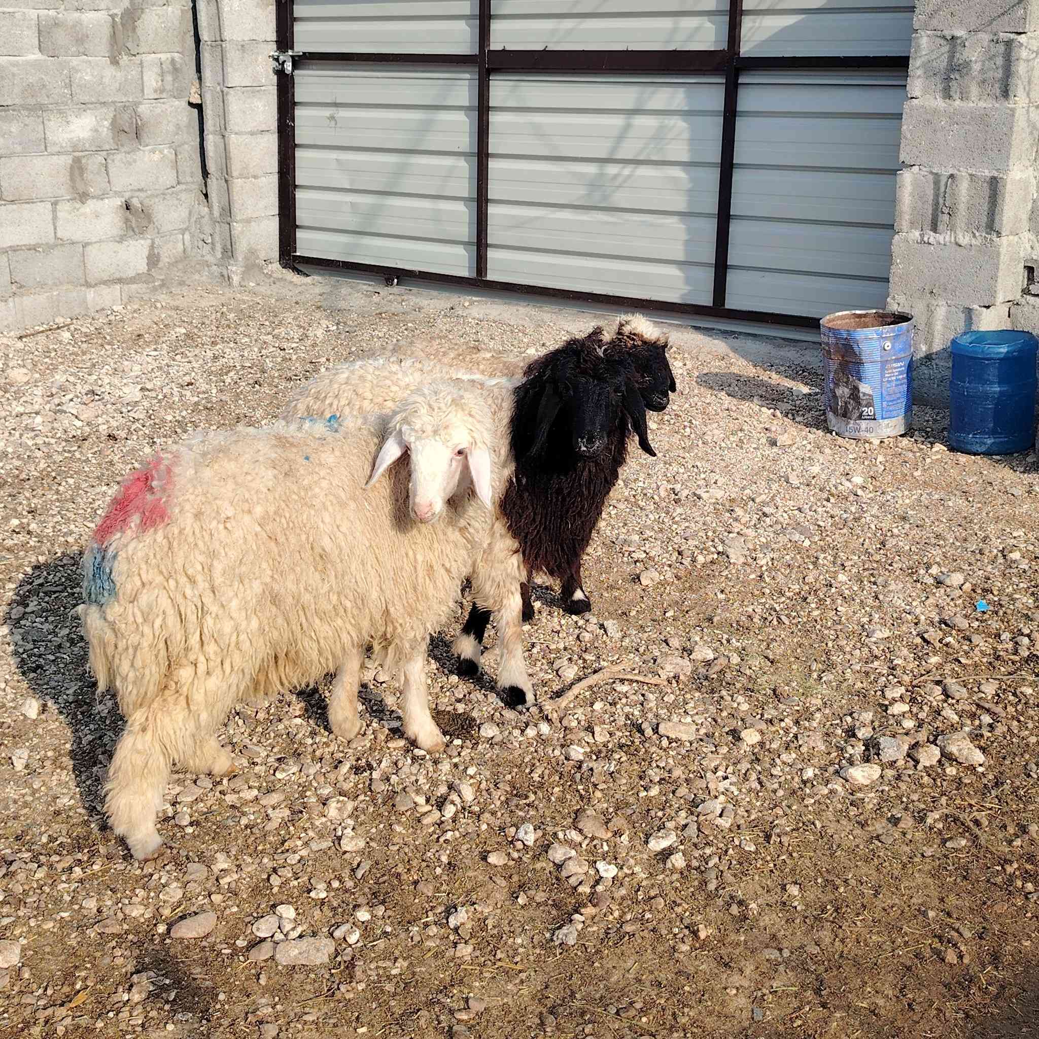 متاح فطايم عدد ٣ ترهم كلشي سعر زوج ٤٦٠ عنوانه الانبار قضاء عنه ناحية الريحانه يوجد توصيل مجاااااني حديثه والبغدادي فقط
***********
