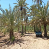 ١٤ دونم • واجهة ١٠٠م رئيسي • قرب كربلاء ١٠-١٢كم