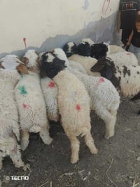 طليان 10 • مستعجل • سماوه