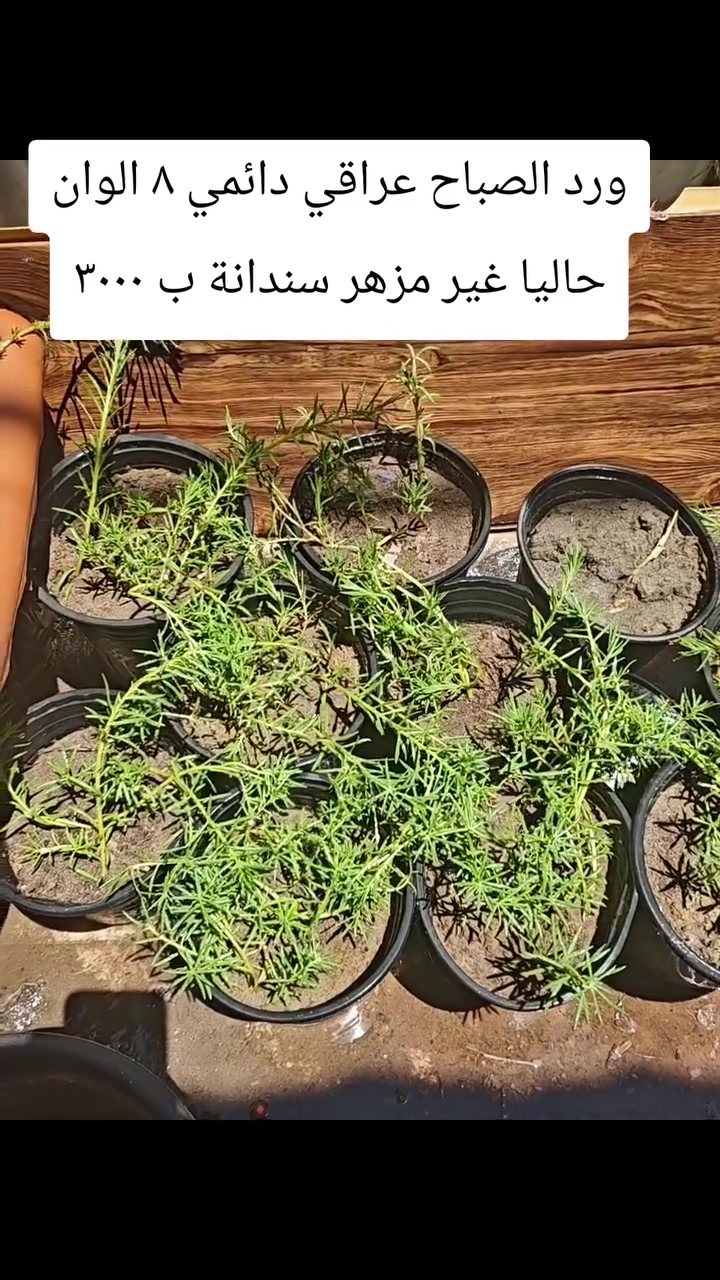 من رخصة الادمنية
٢ سندان ب ٥ ويوجد توصيل لكل العراق


**إذا كنت صاحب هذا الإعلان وتريد حذفه لأي سبب، رجاءا أرسل رسالة إلى الدعم الفني**