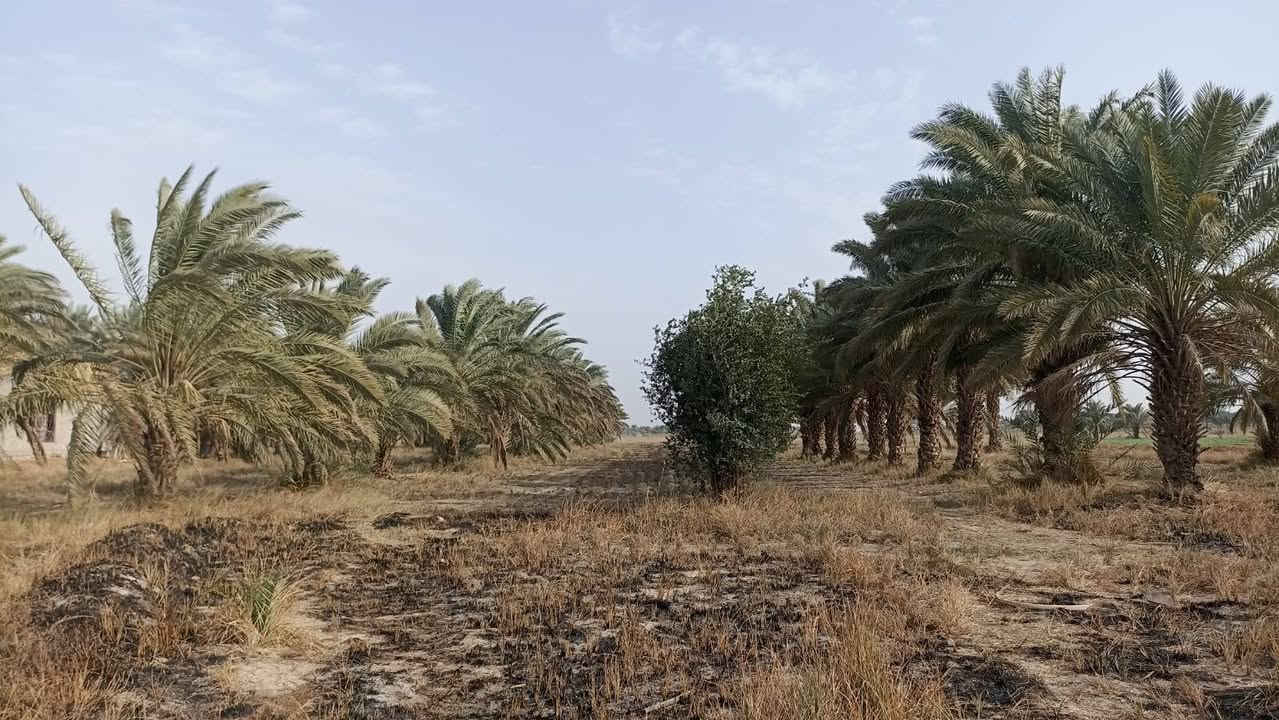 🌟 فرصة استثمارية ذهبية لا تُعوّض 🌟
🌴 بستان للبيع مباشرة على طريق بغداد – ديوانية الجديد (الحولي)
📍 قضاء الدغارة
✅ المساحة: 15 دونم
✅ الواجهة: 55 متر على الشارع الرئيسي
✅ النزال: 600 متر
✅ عقد (25) باسم شخص واحد
✅ شرط التحويل متوفر
💎 موقع استراتيجي متميز يصلح لـ: 🔹 منتجع سياحي فاخر
🔹 مدينة ترفيهية متكاملة
🔹 تقسيم قطع أراضٍ سكنية
🔹 مشاريع زراعية واستثمارية متنوعة
🚗 يقع على شارع حديث وحيوي، مما يمنحه قيمة استثمارية عالية ومستقبلاً واعداً.
💰 بسعر مناسب جداً
📞 مكتب النور للعقار ولأستثمار 
ثقتكم أساس نجاحنا.


**إذا كنت صاحب هذا الإعلان وتريد حذفه لأي سبب، رجاءا أرسل رسالة إلى الدعم الفني**