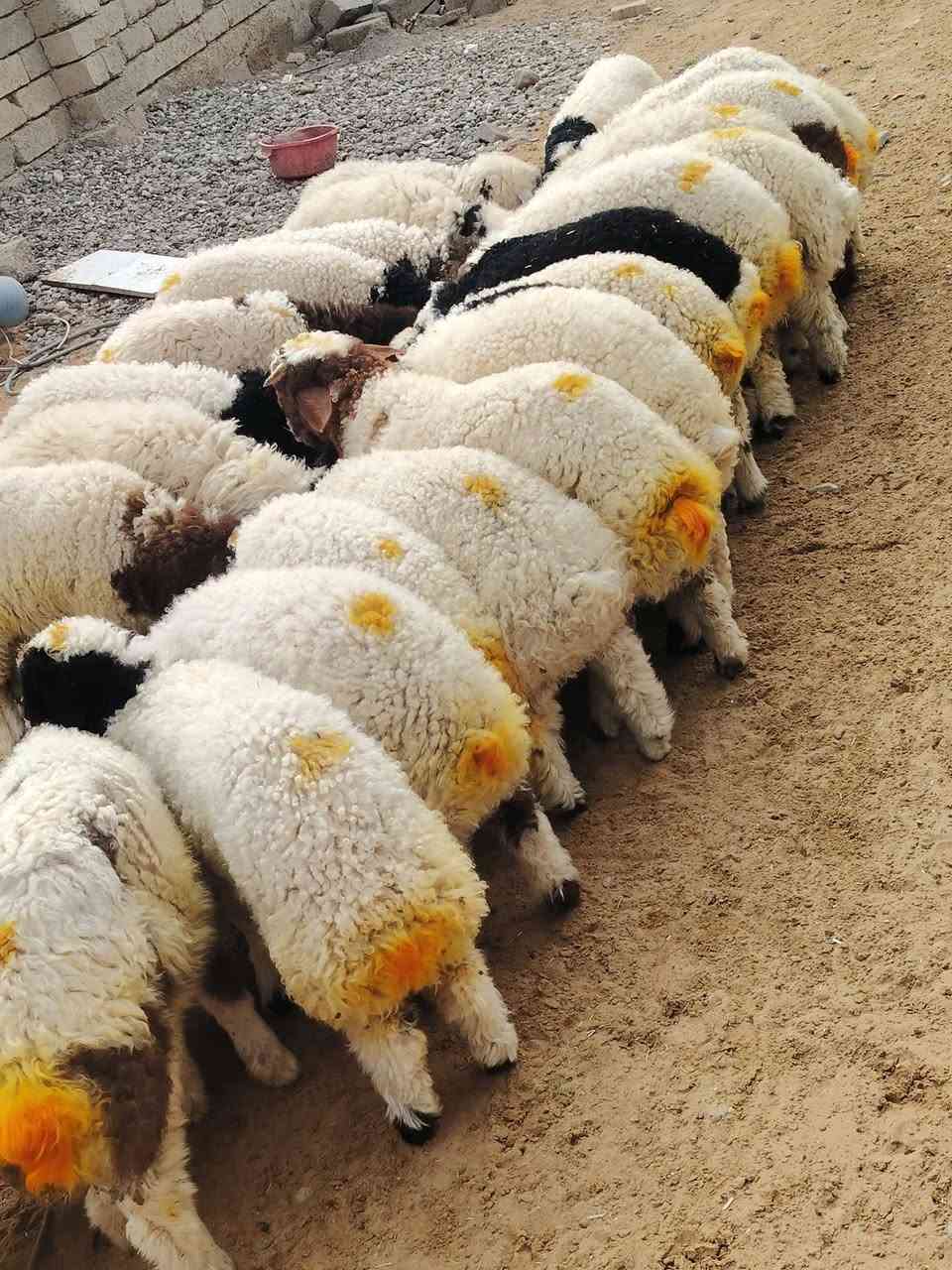 اللهم صلي على محمد وال محمد 
#يوجد_طليان_و_فطايم_مال_ربط_ناصحات شرط النصاحه علئ كل عيب مابيهن العدد لطليان 23 و عدد الفطايم 10🤎 المكان صلاح الدين بيجي رقم الهاتف ***********
***********
