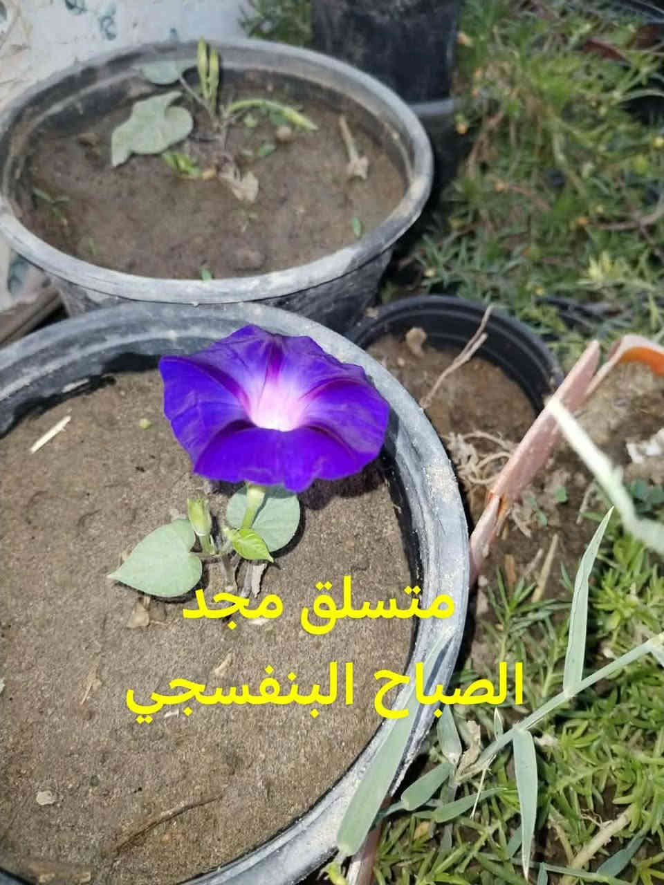 متاح لدينا شتلات وبذور و اسمده

متسلق البطاطا الحلوه
متسلق أبو خنجر الاتيني عطري 
متسلق مجد الصباح البنفسجي
متسلق ست الحسن
لاله عباس عطري
التين الشوكي الصبار
ورد الصباح العراقي الوان 

وكذالك متوفر اسمده
سماد الهيومك اسيد سائل
سماد اليوريا حبيبات
سماد شيلات الحديد بودره
سماد الداب حبيبات
سماد ال  npk 202020  حبيبات

لطلب والحجز واتساب *********** السماوه أو مراسلة الصفحه يوجد خدمة توصيل طلبات داخل السماوه لباب البيت أنواع البذور الاستوائية النادره
