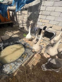 نتايه ٧ • بياضه كوبرا • فقاسه ٢٣٠