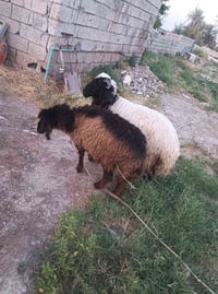 بيع انعام • فحل • نثيه