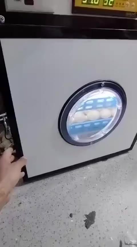 فقاسه البيع فول اوتماتيك بس خلي بيض بيها  سعتها 140بيضه  

شرط تفقيس وبضمان  المو شراي لايراسلني


**إذا كنت صاحب هذا الإعلان وتريد حذفه لأي سبب، رجاءا أرسل رسالة إلى الدعم الفني**