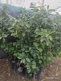 🌿🍊 متوفر لدينا أشجار حمضيات متنوعة بأسعار مناسبة وجودة ممتازة 🍊🌿 الأسع...