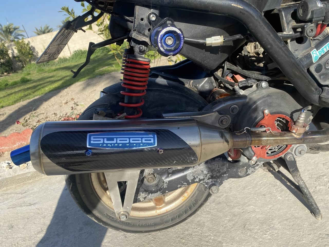 تزويد سكنس جبلي للبيع كله أصلي مكاني بغداد البياع كلمن وسعره راسلني ودلل ***********
