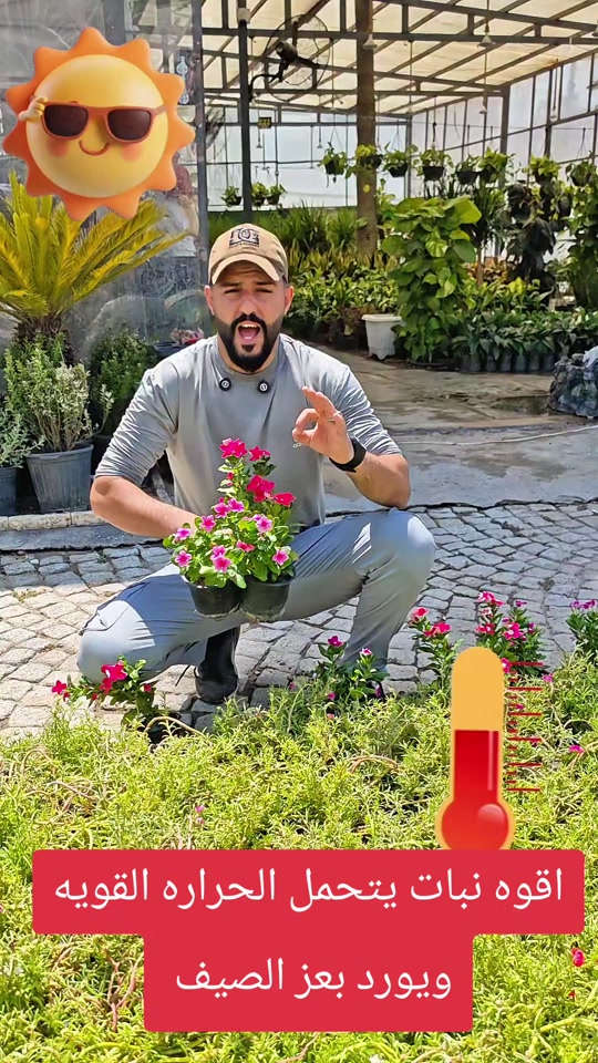أقوه نبات يتحمل الحراره القويه وبعز الصيف يورد عندك اليوم بفرعنه الثاني مشتل عابد فلور الموقع بغداد شارع النضال بصف كنيسه السبتين للاستفسار *********** #abed_flower #شعب_الصيني_ماله_حل😂😂 #افكار #نباتات #العراق 
