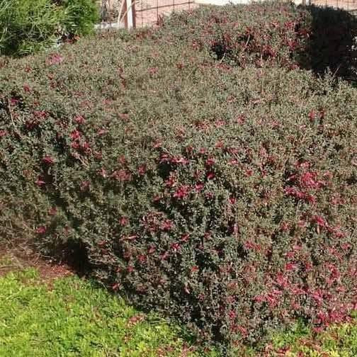 مشتل بيروميا  🌿
توفرت شتلات الفوشيا الأسترالية 🌺🔥
Eremophila decipiens
💰 السعر: 10 آلاف
📏 الارتفاع: من 70 إلى 85 سم تقريباً
🚚 التوصيل: متوفر لجميع محافظات العراق

✨ المواصفات:
✔ أزهار أنبوبية مذهلة بألوان متدرجة بين الأصفر والبرتقالي والأحمر 🔥
✔ شجيرة دائمة الخضرة وكثيفة النمو
✔ تتحمل الحرارة والجفاف بشكل ممتاز
✔ تتحمل الصقيع الخفيف
✔ تزهر بالصيف بشكل غزير وجذاب
✔ مناسبة للحدائق المنزلية والأصص والتنسيق الخارجي

🌱 الفوائد:
من أقوى النباتات المتحملة للظروف القاسية، سريعة النمو، قليلة الصيانة، وتجذب النحل والطيور النافعة. تعتبر بديل ممتاز وأكثر جمالاً من نباتات التحديد التقليدية مثل حارس تكساس.

📞 للطلب والاستفسار: ***********
🔥 نبات فاخر… تزهير ناري… وجمال يميز حديقتك.
