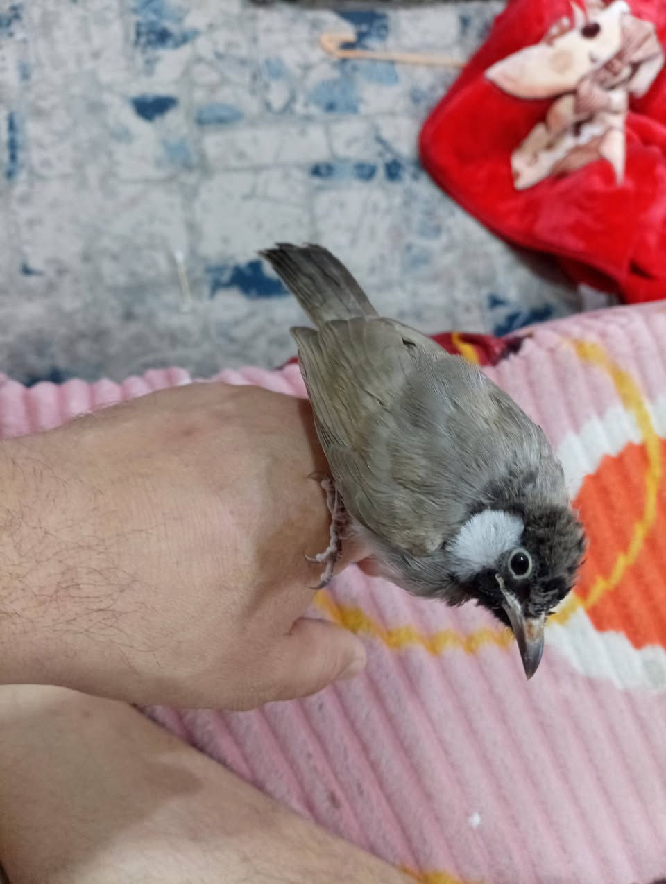 للبيع كلمن وسعر مالته تعال خاص وتدلل


**إذا كنت صاحب هذا الإعلان وتريد حذفه لأي سبب، رجاءا أرسل رسالة إلى الدعم الفني**
