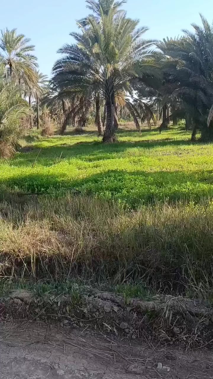 دونم للبيع
📍 الموقع: واسط_صويره _جويميسة الشرقية – مقابيل مزرعة برادايس
📏 المساحة: دونم كامل
↔️ الواجهة: 28 متر
📐 النزال: 95 متر
🛣️ يبعد عن الشارع العام: 325 متر فقط
⚡💧 تتوفر كافة الخدمات: ماء وكهرباء
المكان مناسب للسكن أو الاستثمار
📞 للاستفسار ***********
